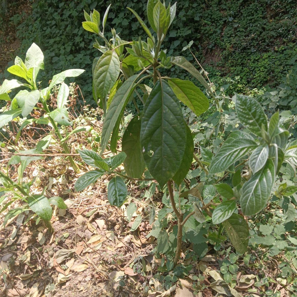 云南清脆枝臭树臭马比木大臭树追风树臭味假柴龙树中草药材