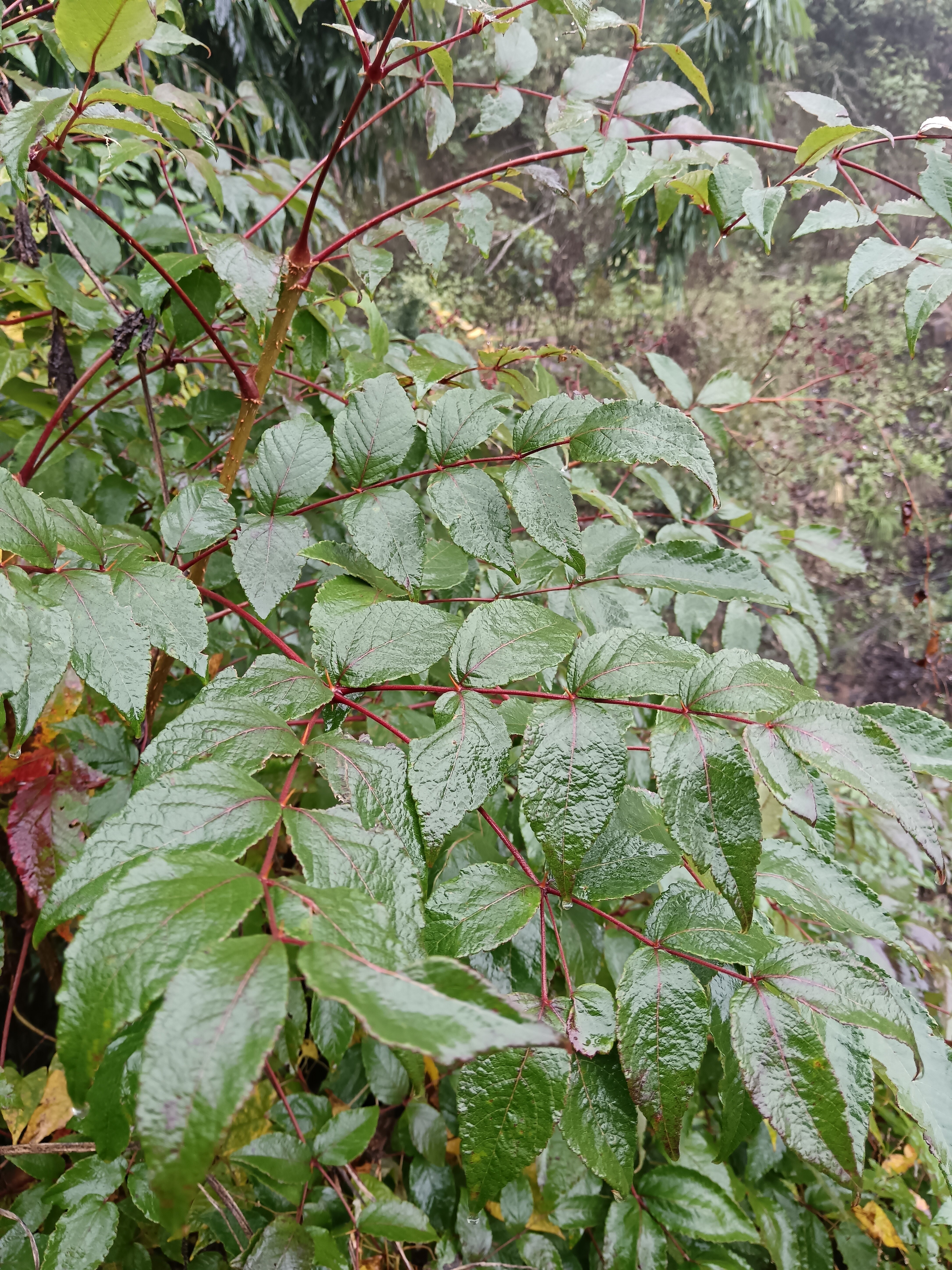 云南大山里的原生态新鲜楤木刺椿树鸟不宿海桐皮新鲜枝叶500克
