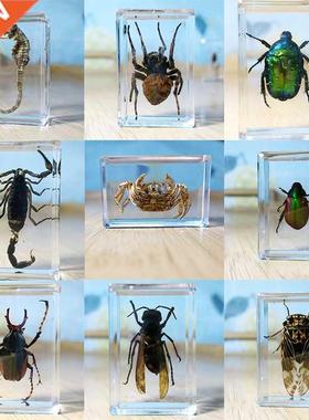 15knds Real nsect Specmens Resn Hexapod Desk Decoraton