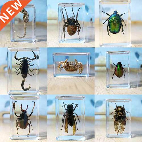 15knds Real nsect Specmens Resn Hexapod Desk Decoraton