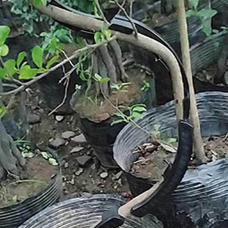 10x Fruit trees twisting branches new bonsai with curved to