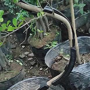 10x Fruit trees twisting branches new bonsai with curved to