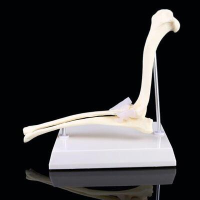 Dog Canine Elbow Joint Model Veterinary Teaching Research An