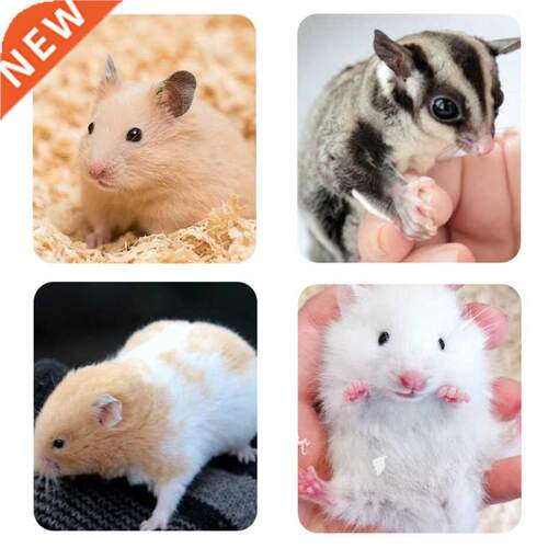 Hamster Bathroom Plastic Transparent Bathing Sand Box for Ch