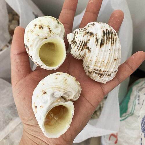 Natural Tapestry Turban Snail Hermit Crab Replacement