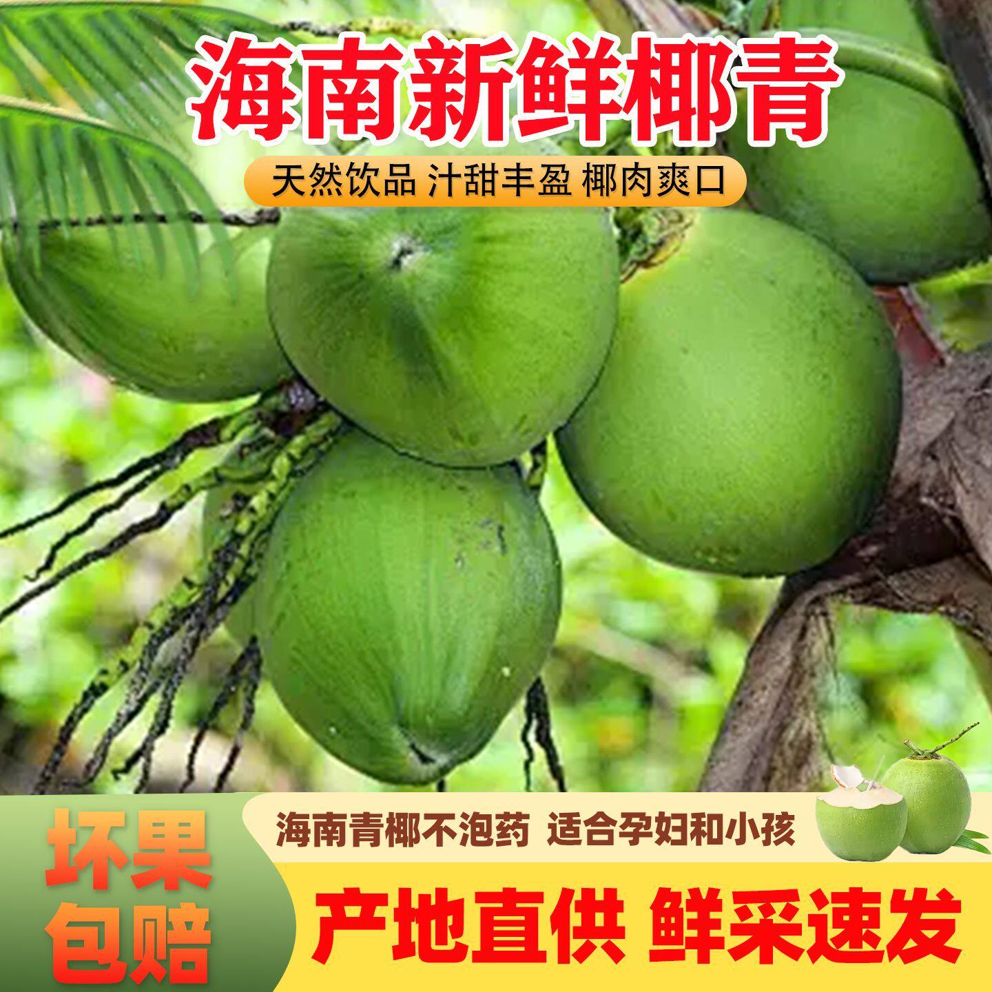 海南文昌带皮椰子新鲜椰青孕妇水果新鲜当季青皮椰香水椰整箱装