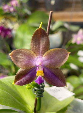 1867  3.5寸K22191炫彩复古（福利）