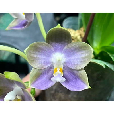 弥陀青蘑菇MCL264清华花卉基地直销原生种珍奇类蝴蝶兰