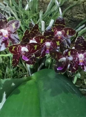 清华花卉基地直销趣味珍奇类蝴蝶兰花绿植BT90404 櫻桃象騎士