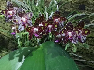 清华花卉基地直销趣味珍奇类蝴蝶兰花绿植BT90404 櫻桃象騎士