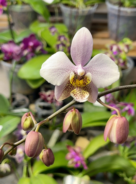 1349  2.5寸西交黄史（初开）仅一棵