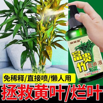富贵竹叶子发黄怎么办一喷绿营养