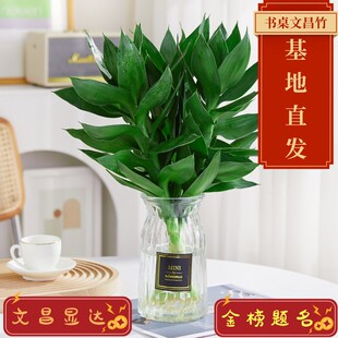 小文昌竹4支水培高考学书桌竹室内绿植办公室客厅卧室四季好养