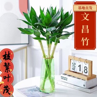 文昌竹4支 带根节节高水培文昌竹绿植花卉植物室内花富贵竹水养开