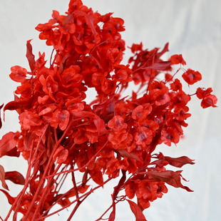红色年宵花迎客豆干花银柳花云南鲜花基地直发室内插瓶永生花一束