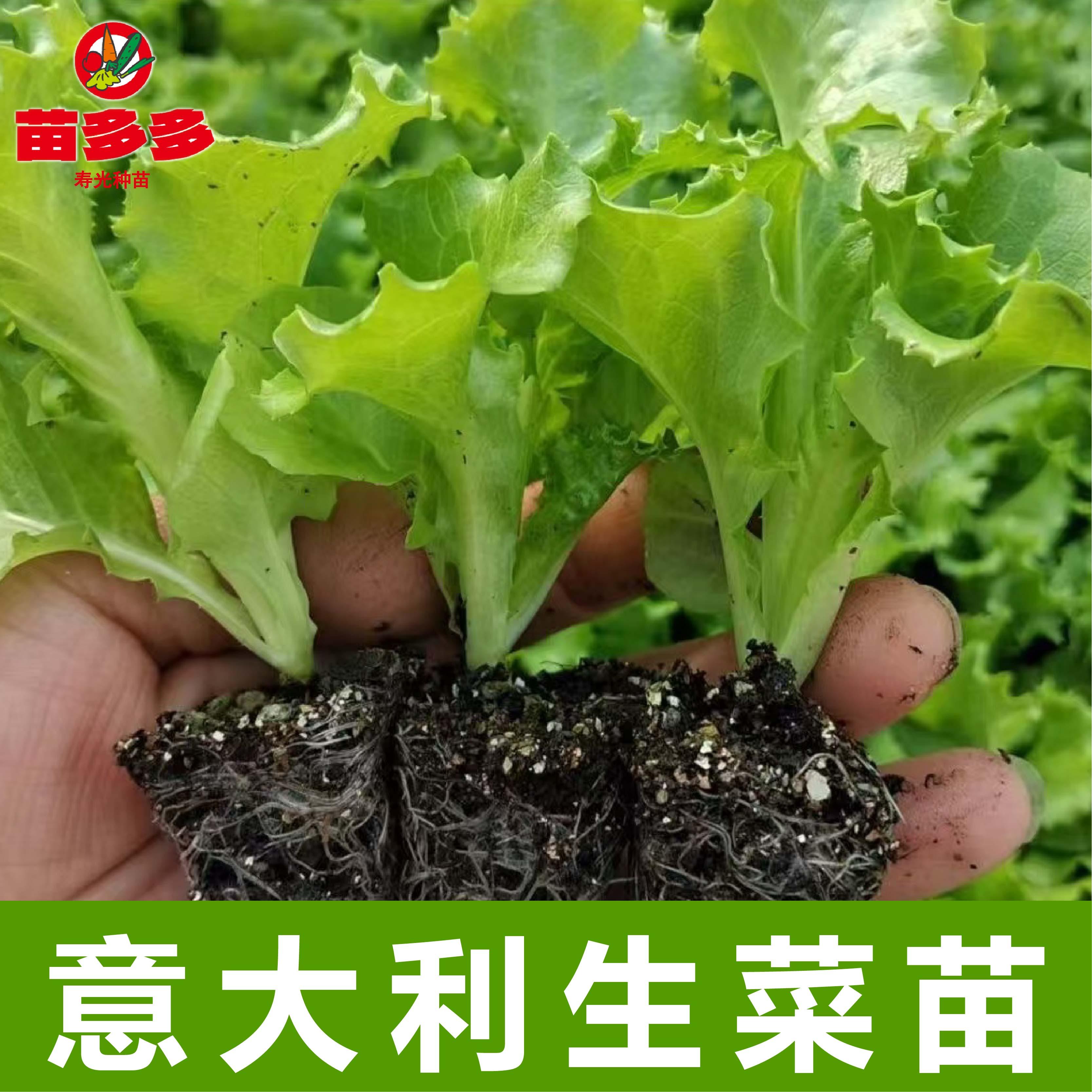 生菜苗秧苗意大利生菜秧苗四季高产蔬菜苗盆栽大田抗秋冬蔬菜种苗