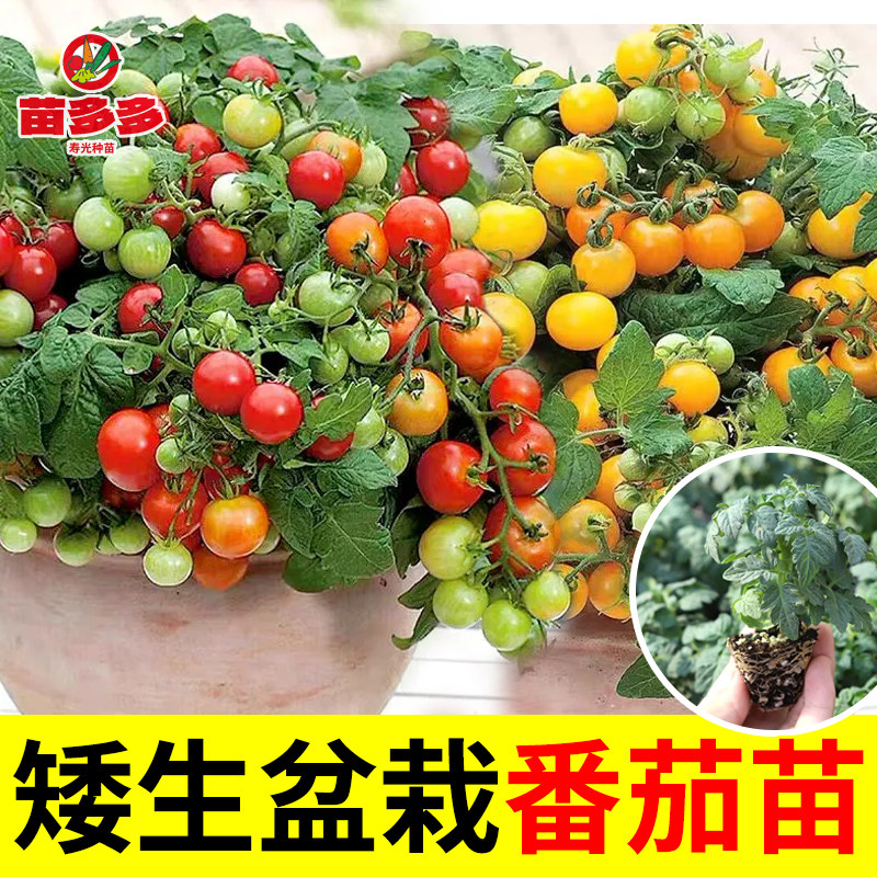矮生樱桃小番茄苗子种子樱桃番茄种籽西红柿苗秧盆栽种籽超甜春秋