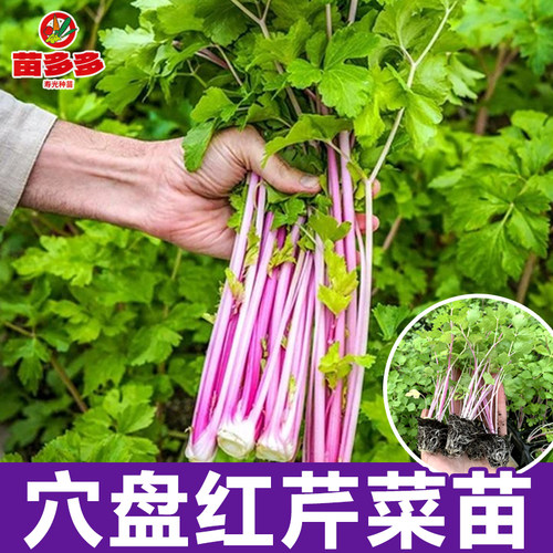 红芹菜苗香芹苗子红芹紫芹菜蔬菜种孑冬季阳台盆栽四季蔬菜种苗
