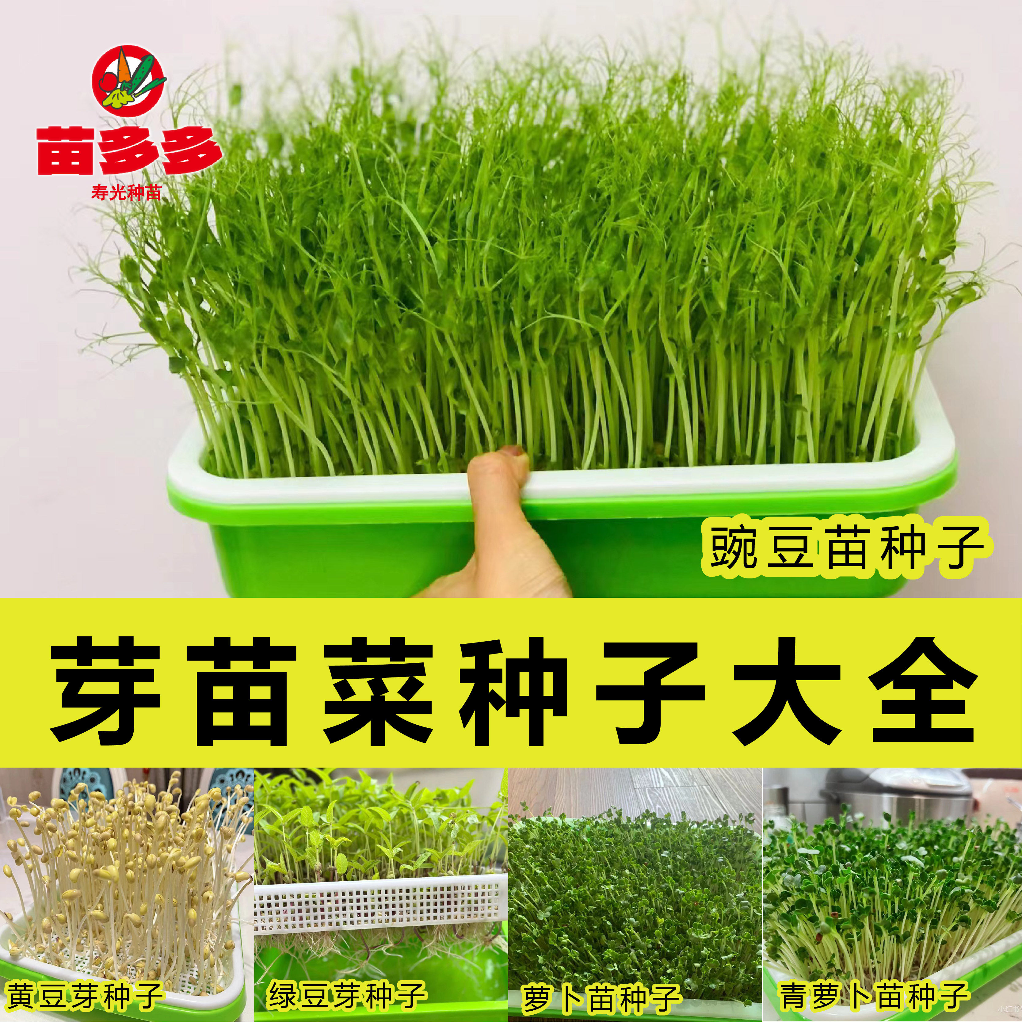 四季芽苗菜种子豌豆苗种子青萝卜蔬菜种子/种苗