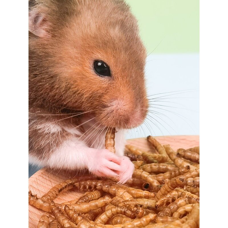 仓鼠粮食饲料面包虫干芦丁鸡用品小仓鼠营养主粮零食刺猬鹦鹉鸟食,宠物/宠物食品及用品,鼠粮,淘宝优惠券,粉丝福利购,淘宝优惠卷