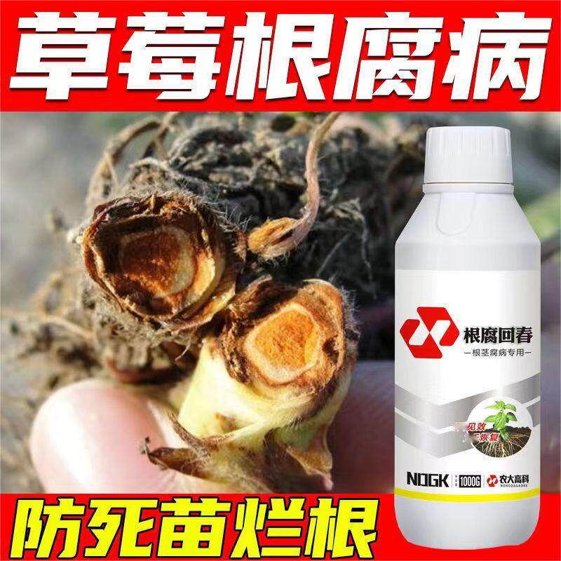 草莓根腐病专用针对根腐快救草莓红中柱根枯沤根烂根死根死苗烂棵