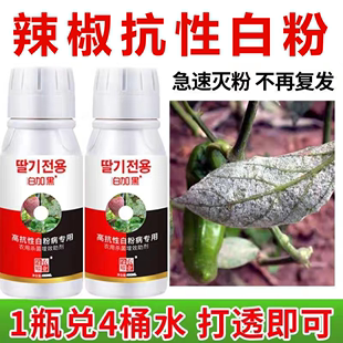 辣椒白粉病通用杀菌剂快速脱粉防控高抗性白粉病不伤花果生物菌剂