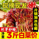 包邮 红油香椿芽新鲜四川头茬椿芽时令野生当季 蔬菜非咸菜鲜香春芽