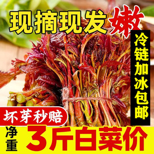 包郵 蔬菜非咸菜鮮香春芽 紅油香椿芽新鮮四川頭茬椿芽時(shí)令野生當(dāng)季