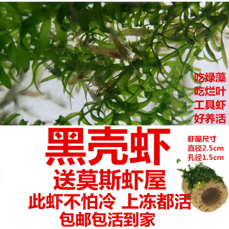 黑壳虾客活体免邮除藻工具虾观赏米龙鱼鳄龟活体饲料鱼缸水草大虾