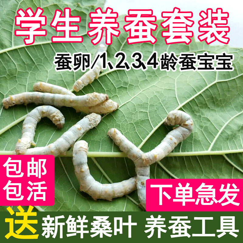 蚕宝宝活物七彩儿童学生养蚕套装春蚕籽蚕种小蚕卵1龄新鲜桑叶