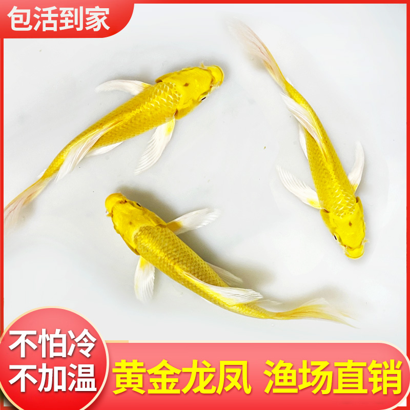 黄金龙凤锦鲤鱼观赏鱼淡水鱼好养耐活鱼黄金锦鲤活鱼冷水鱼金鱼苗