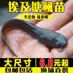 鲶鱼苗本地塘角鱼苗革胡子鱼淡水鱼塘鱼缸好养殖塘虱埃及塘鲺鱼苗