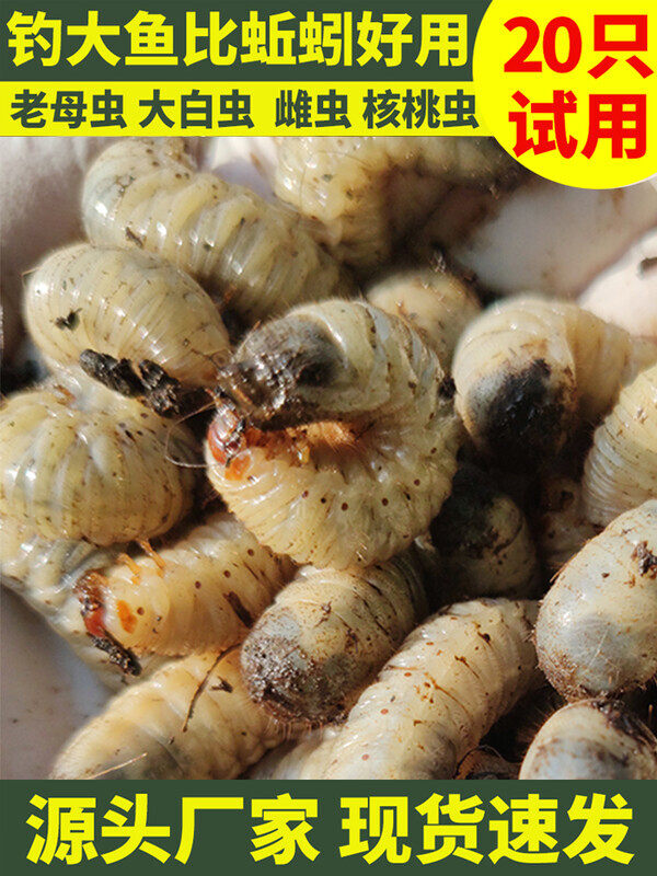 活体蛴螬,钓鱼老母虫,金龟子幼虫野钓白土蚕,核桃虫鸡乸虫活饵