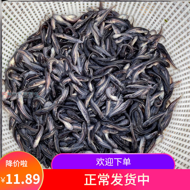 大口鲶鱼苗南方河鲶土六须鲶胡子鱼