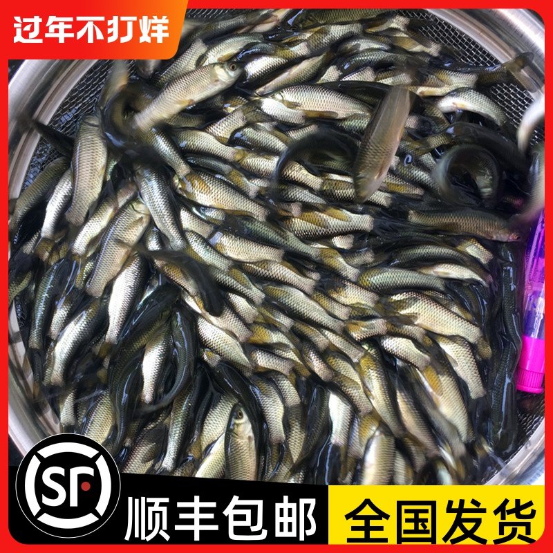 草鱼苗 活体 草鲩鱼苗脆肉鲩鱼苗金草鱼四大家鱼 活体 淡水养殖鱼