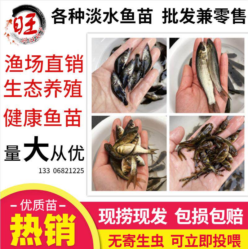 花鲢胖头白莲草鱼螺狮青鱼鲫鱼鳊鱼翘嘴汪丁活体食用养殖淡水鱼苗