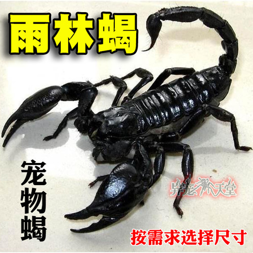 亚洲雨林蝎超大宠物黑蝎子活体温顺无毒可上手爬虫运输包活
