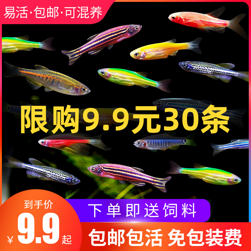 斑马鱼小型热带鱼观赏鱼灯科鱼翡翠蓝莓红斑马鱼蓝斑马冷水鱼活体