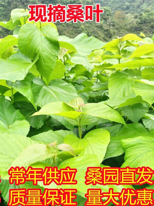 现摘产地直发新鲜大小蚕宝宝食物喂蚕成熟嫩桑叶顺丰包邮量大