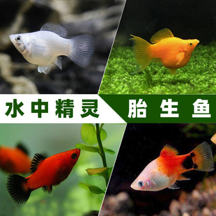观赏鱼活鱼胎生鱼银球黑球玛丽鱼金球月光鱼热带鱼皮球宠物鱼活体
