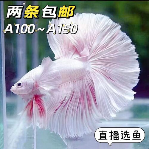 泰国斗鱼狮王半月马尾将军淡水活体水族类观赏鱼