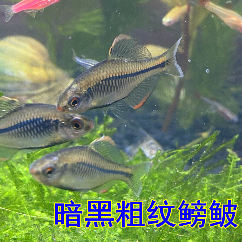 冷水原生鱼虾虎清道夫棒花鱼济南鳑鲏暗黑粗纹鳑鲏观赏鱼淡水宠物