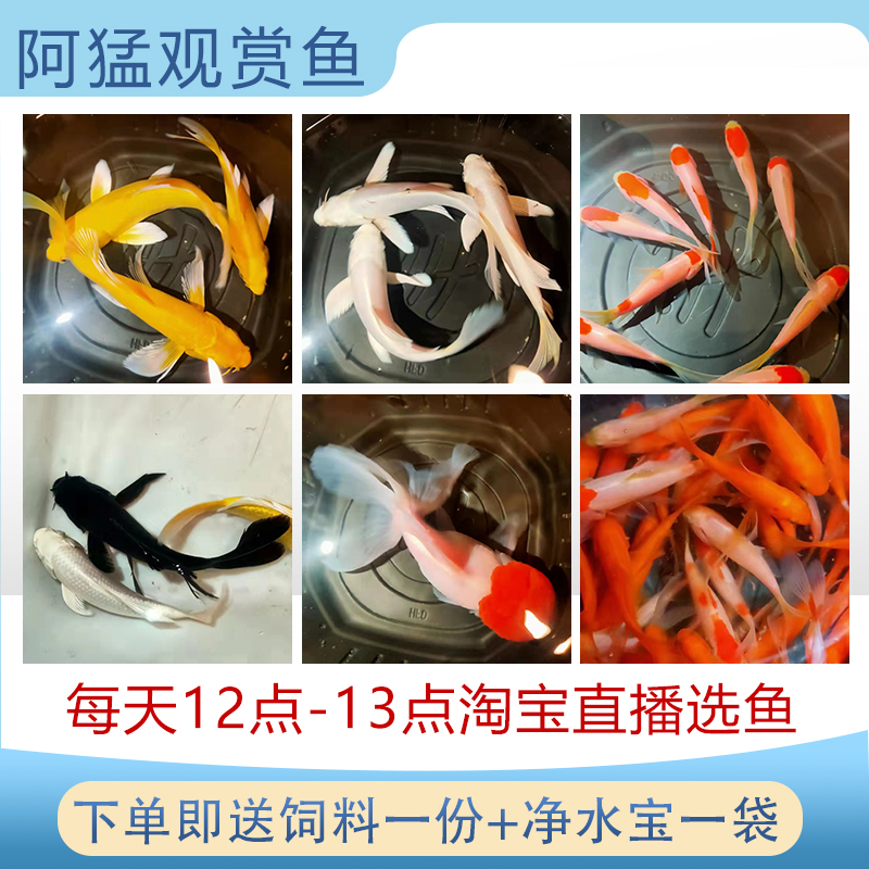 淡水冷水观赏鱼草金鱼苗好养饲料鱼全红鸿运当头金鱼白金黄金锦鲤