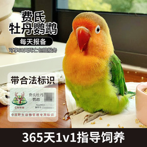 爱情鸟鹦鹉活幼鸟纯手养亲人雏鸟