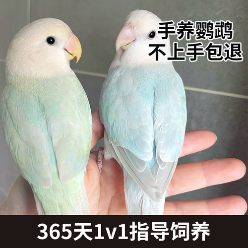 费氏牡丹鹦鹉活鸟崽会学说话宠物