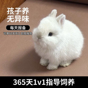 兔子活物小型黄色侏儒兔宠物兔长不大迷你双血统纯种荷兰兔茶杯兔