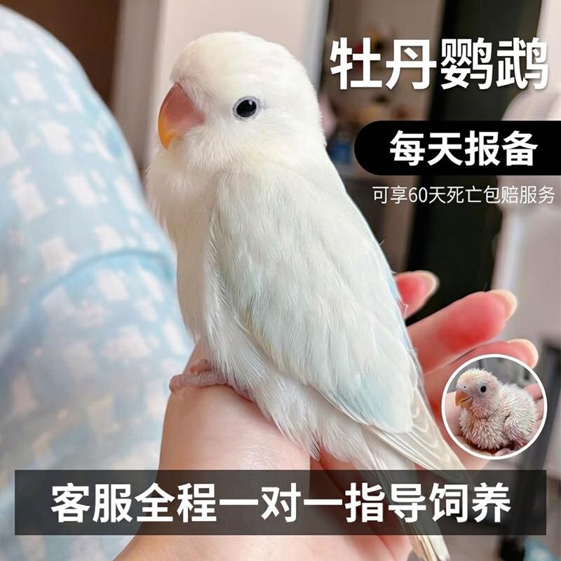 每天报备享60天死亡包赔牡丹鹦鹉图片