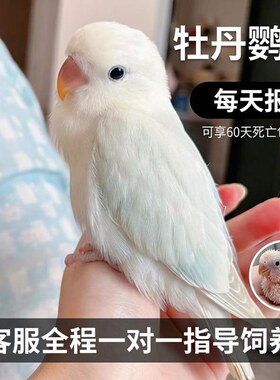 每天报备享60天死亡包赔牡丹鹦鹉