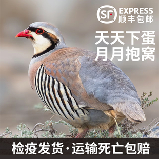 美国鹧鸪活鸟鹧鸪鸡活苗老鹧鸪鹧鸪种蛋鹧鸪幼鸟鲜鹧鸪鹧鸪鸟鹧鸪