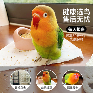 牡丹鹦鹉活鸟红嘴绿桃爱情鸟会说话的小太阳鹦鹉松石伊莎牡丹鹦鹉